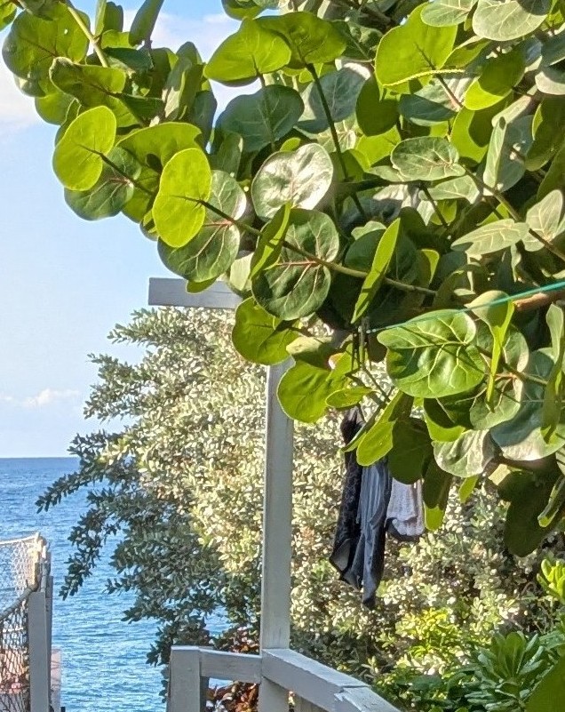 Lanai Lounge — sea grape tree and ocean view