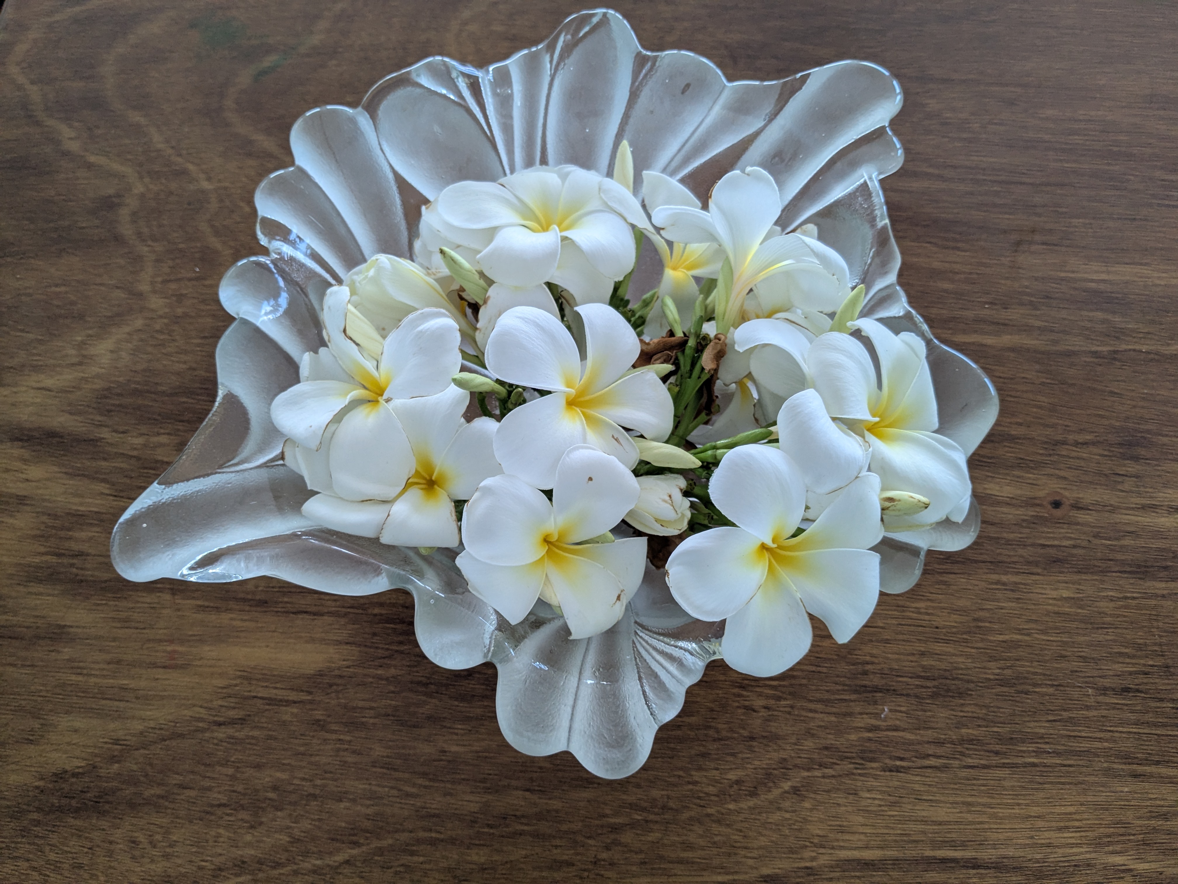 Fresh plumeria blossoms in a glass bowl