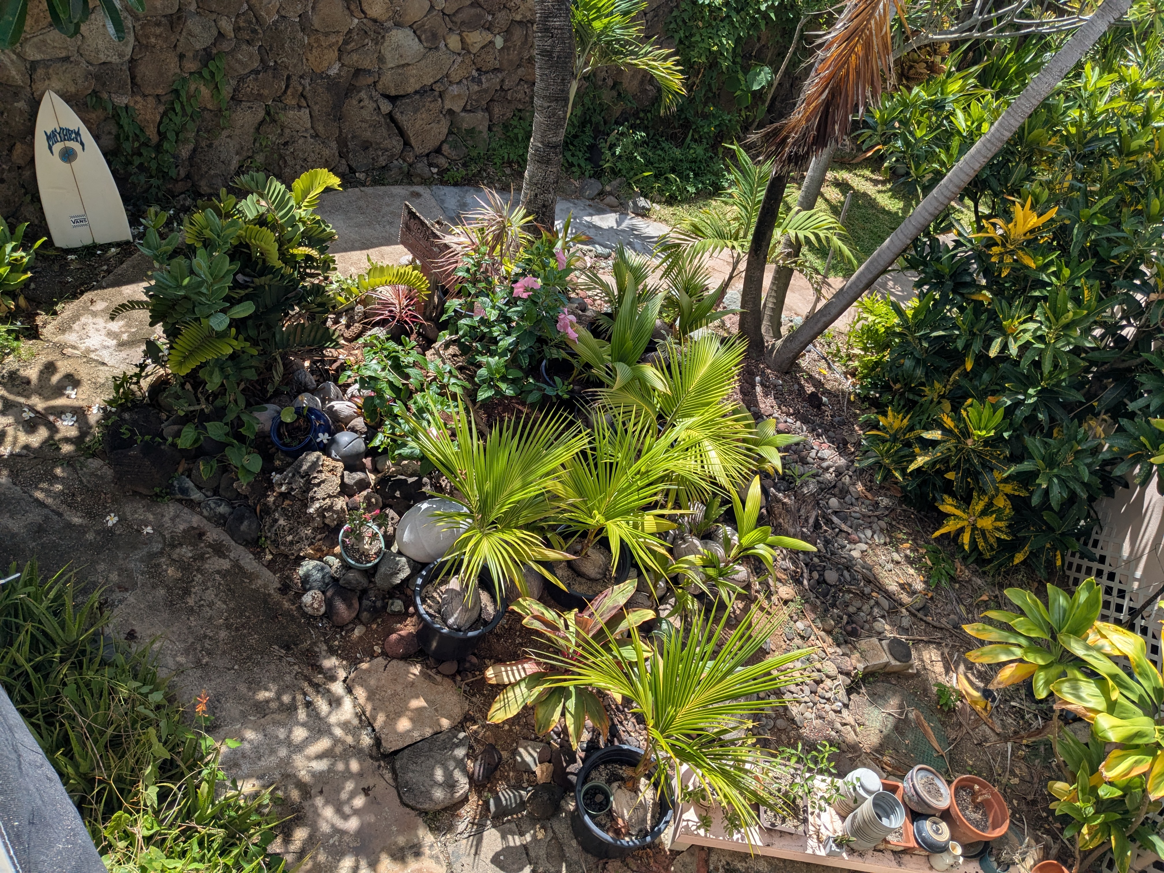 Tropical garden with palms, flowering plants and surfboard