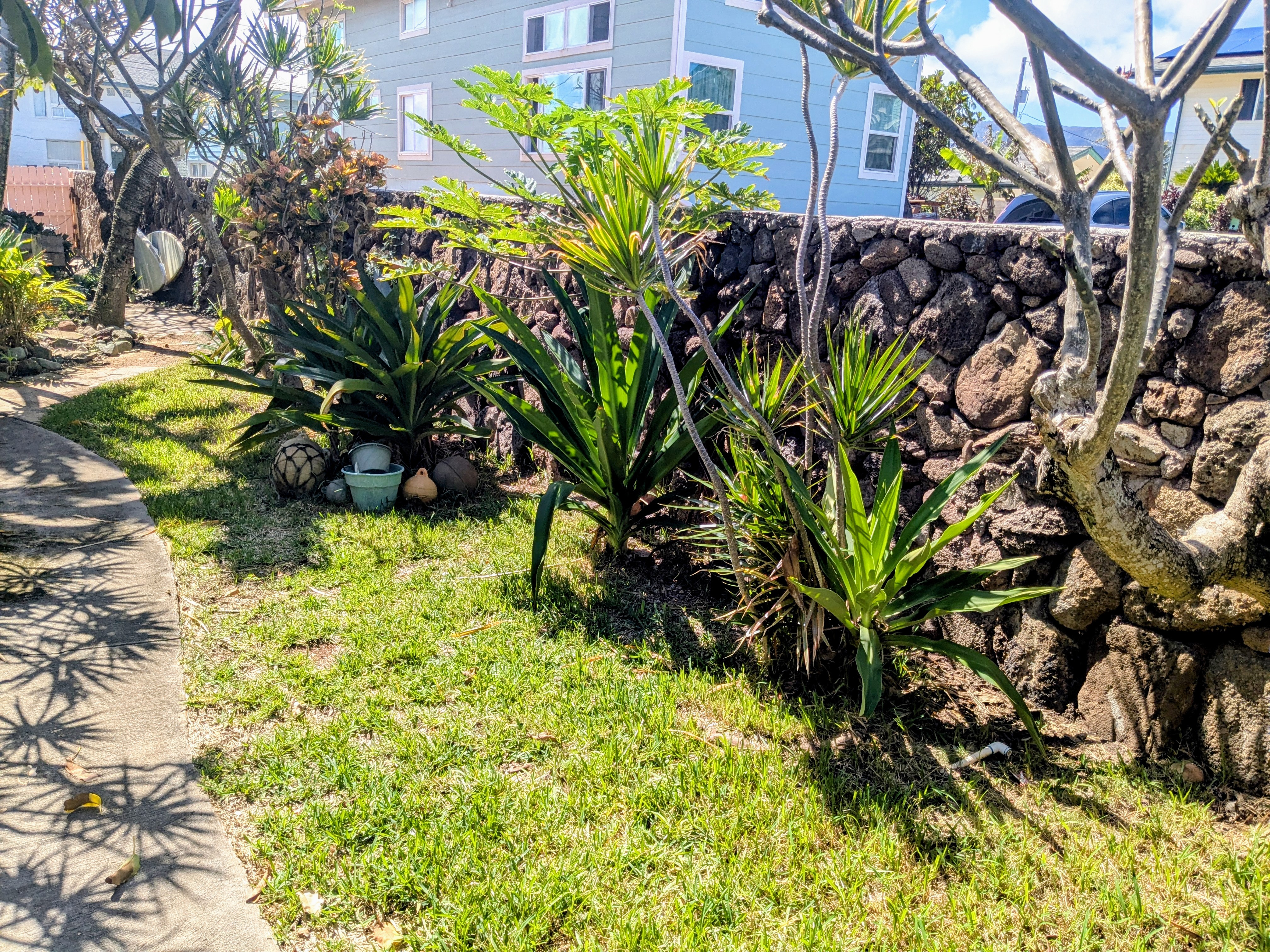 Stone wall path with tropical plantings